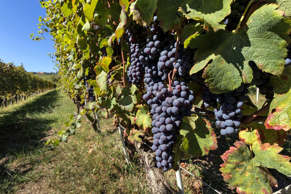 バローロMarchesi di Barolo