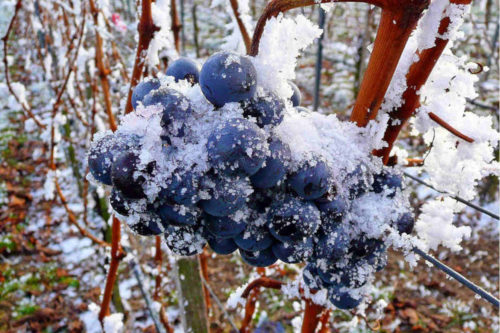 氷結したブドウから造る「アイスワイン」